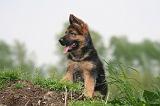 BERGER ALLEMAND 1440
